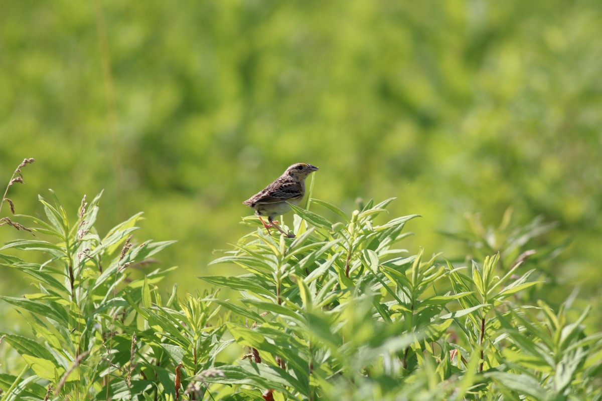 Grasshopper Sparrow - ML474771111