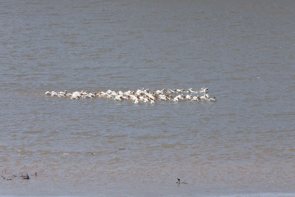 American White Pelican - ML474772121