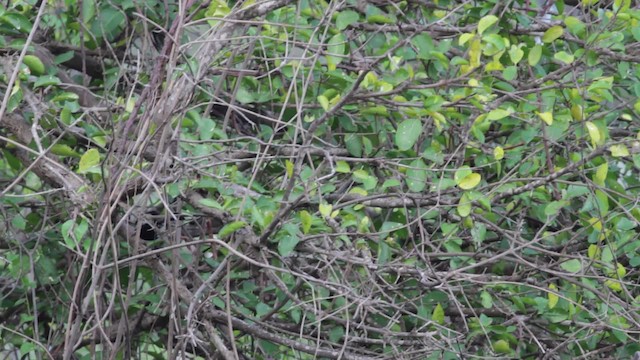 Northern White-fringed Antwren - ML474773