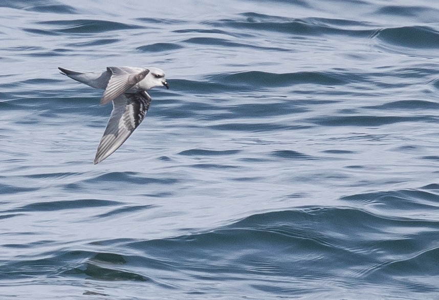 Fork-tailed Storm-Petrel - ML47477311