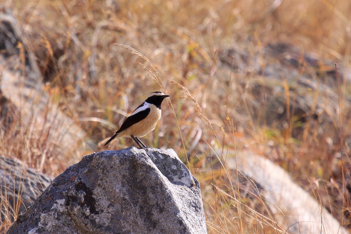 Buff-streaked Chat - Margot Oorebeek