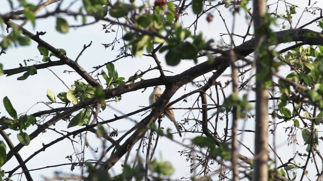 Northern Mouse-colored Tyrannulet - ML474774