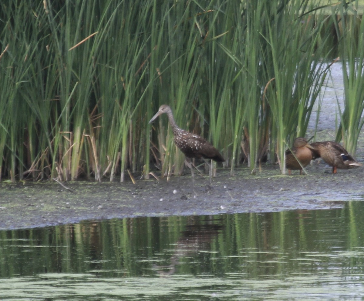 Limpkin (Speckled) - ML474774871