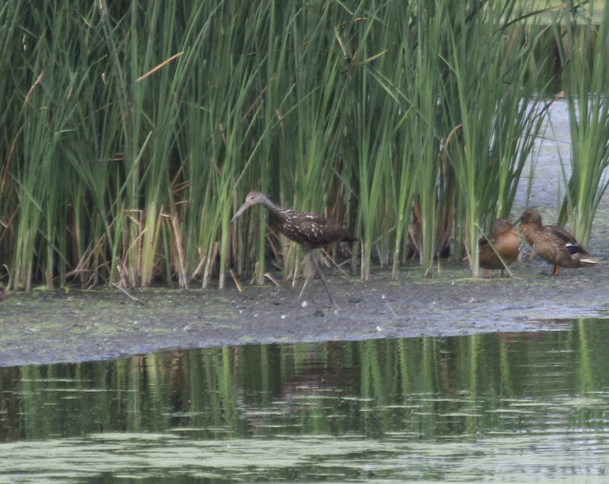 Limpkin (Speckled) - ML474774881