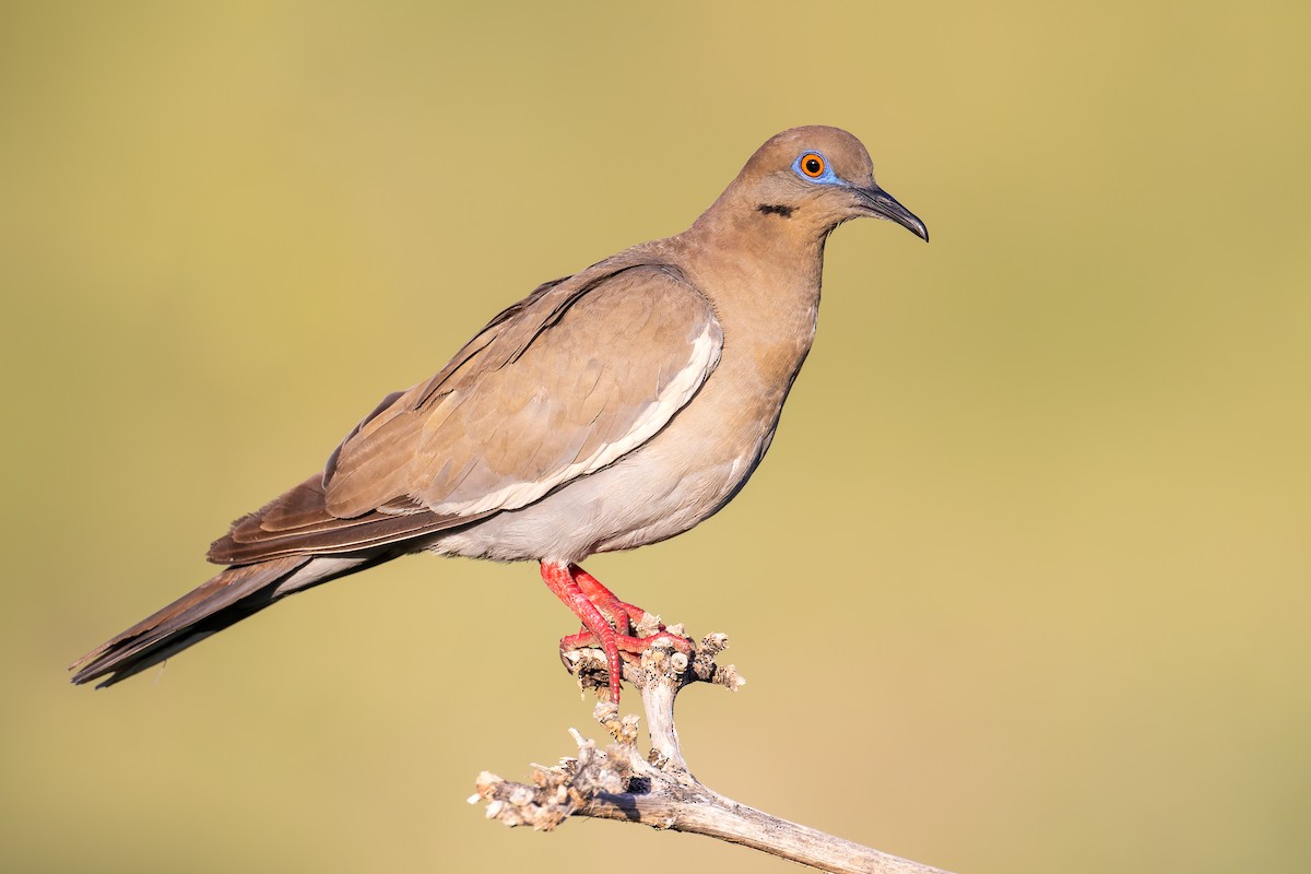 White-winged Dove - ML474775981