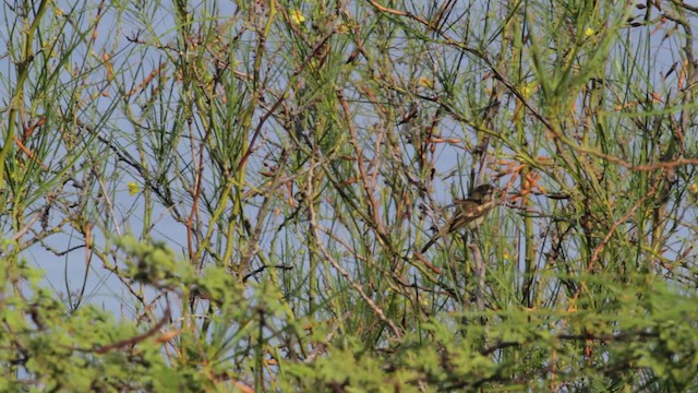 Mouse-colored Tyrannulet (Northern) - ML474776