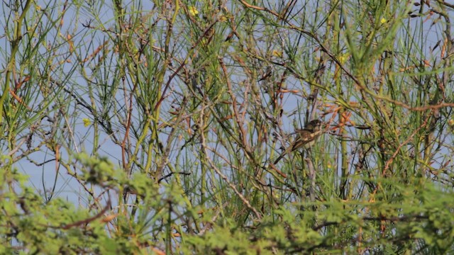 Northern Mouse-colored Tyrannulet - ML474776