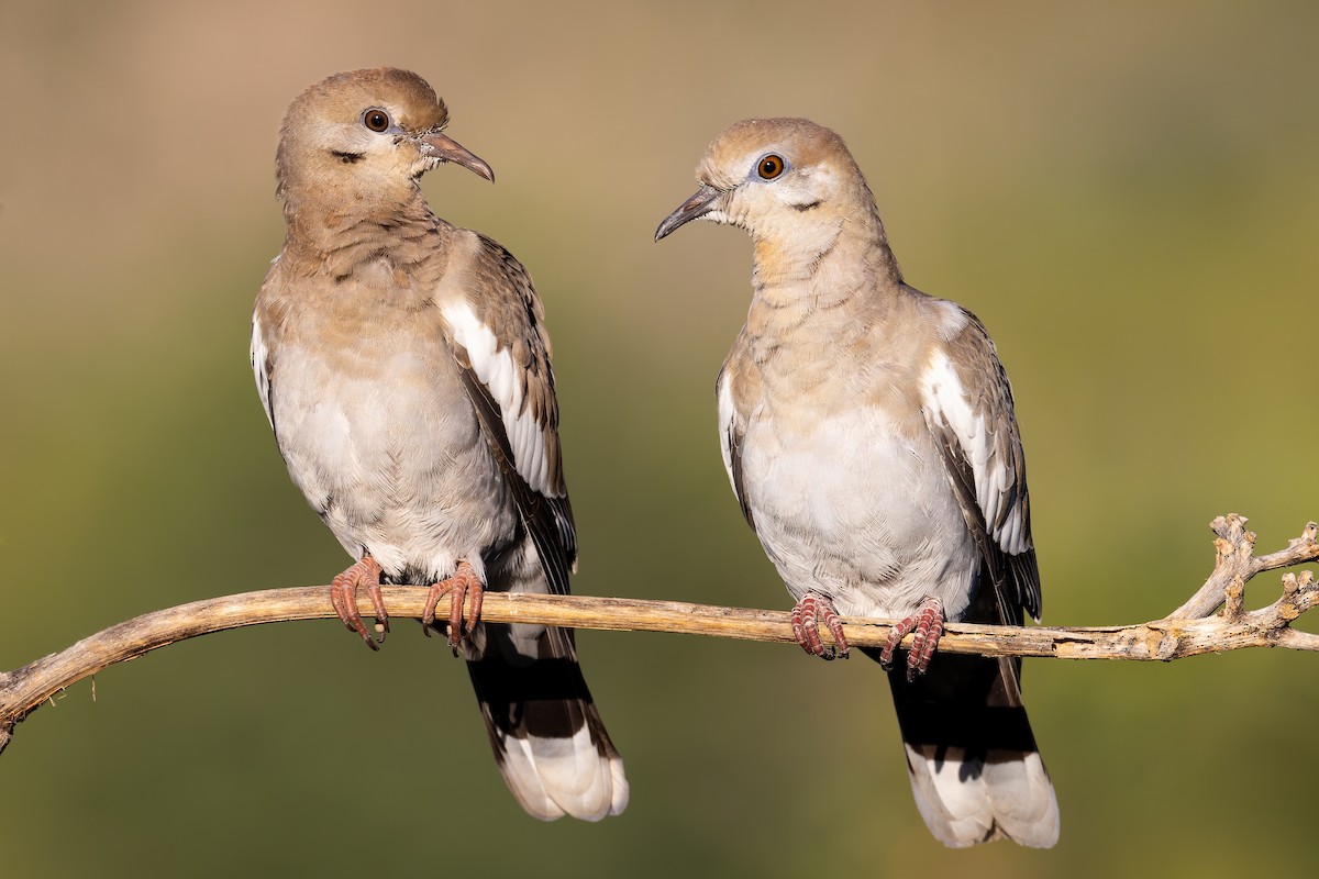 White-winged Dove - Ryan Sanderson