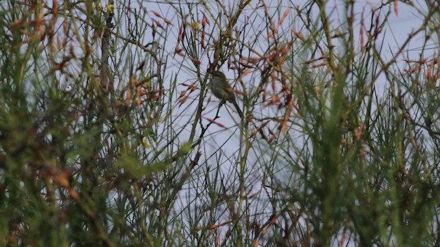 Mouse-colored Tyrannulet (Northern) - ML474777