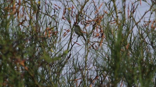 Northern Mouse-colored Tyrannulet - ML474777