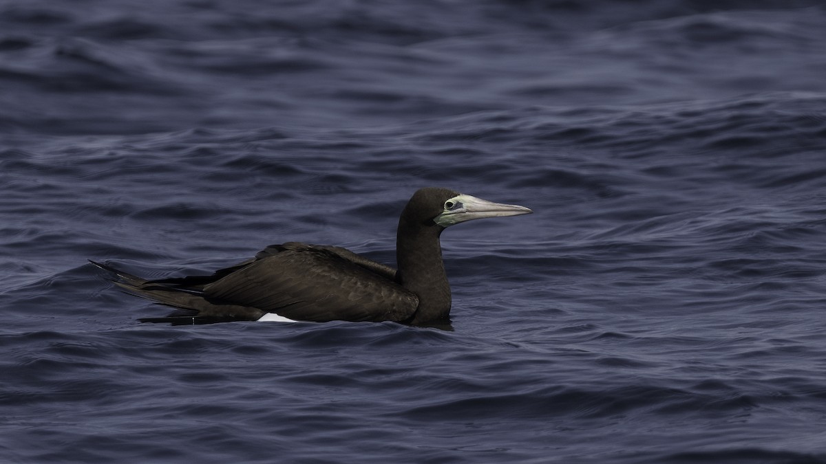 Cocos Booby - ML474777181