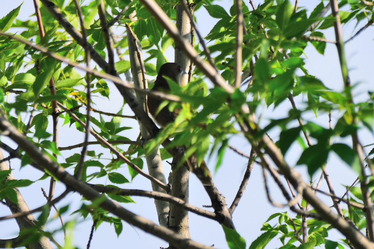 Black-billed Cuckoo - ML474777221