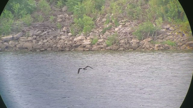 Brown Booby - ML474777781