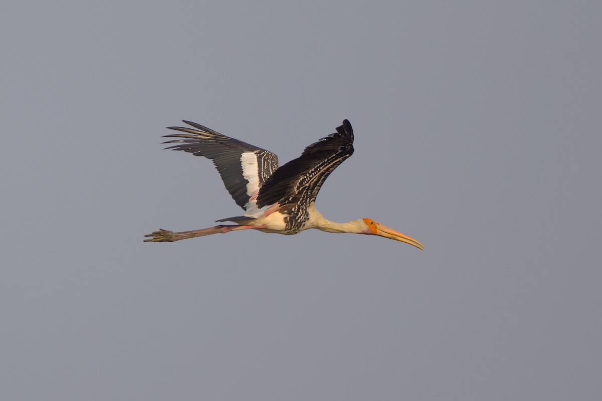 Painted Stork - ML474778271