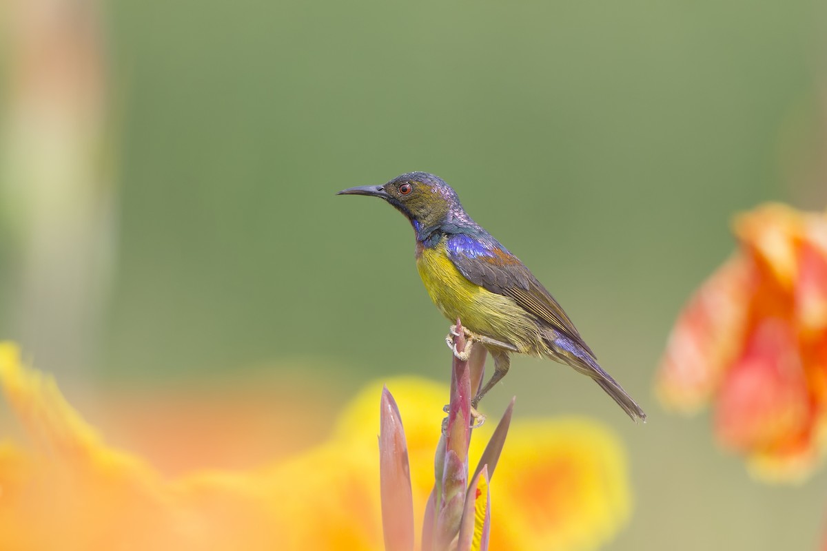 Brown-throated Sunbird - ML474778551