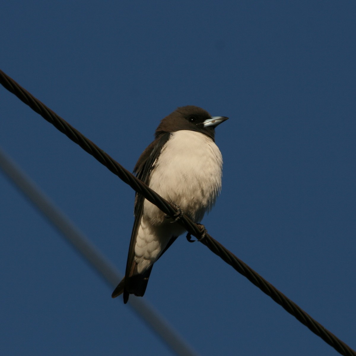 White-breasted Woodswallow - ML474780221