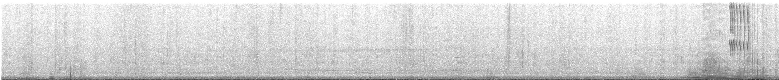 Slender Sheartail - ML474780291