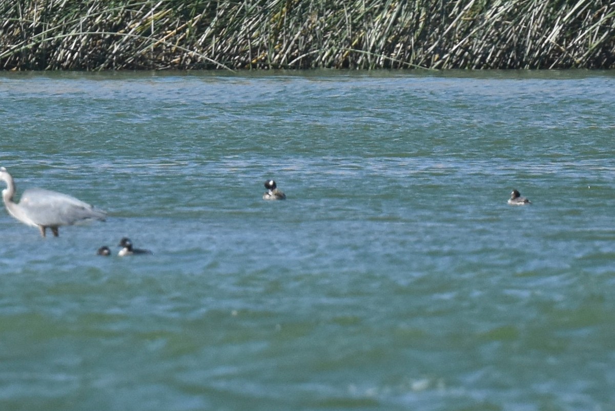 Bufflehead - ML474780421