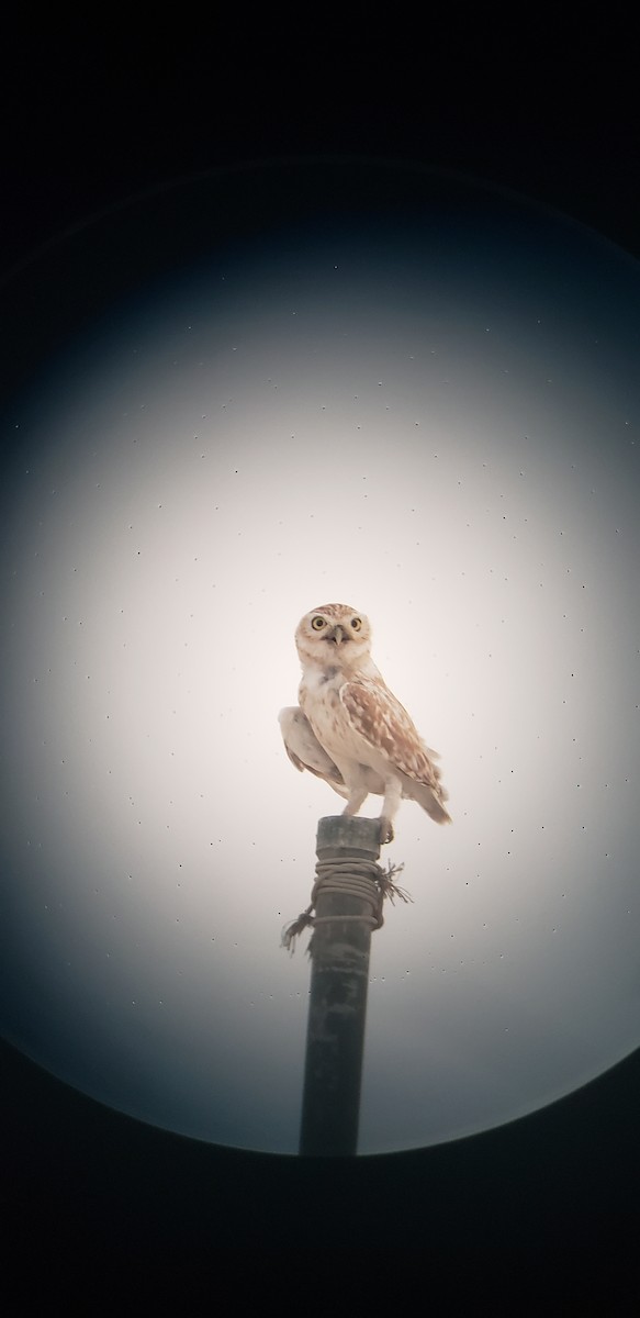Little Owl - Karl  Suttmann