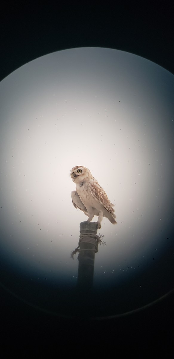 Little Owl - Karl  Suttmann