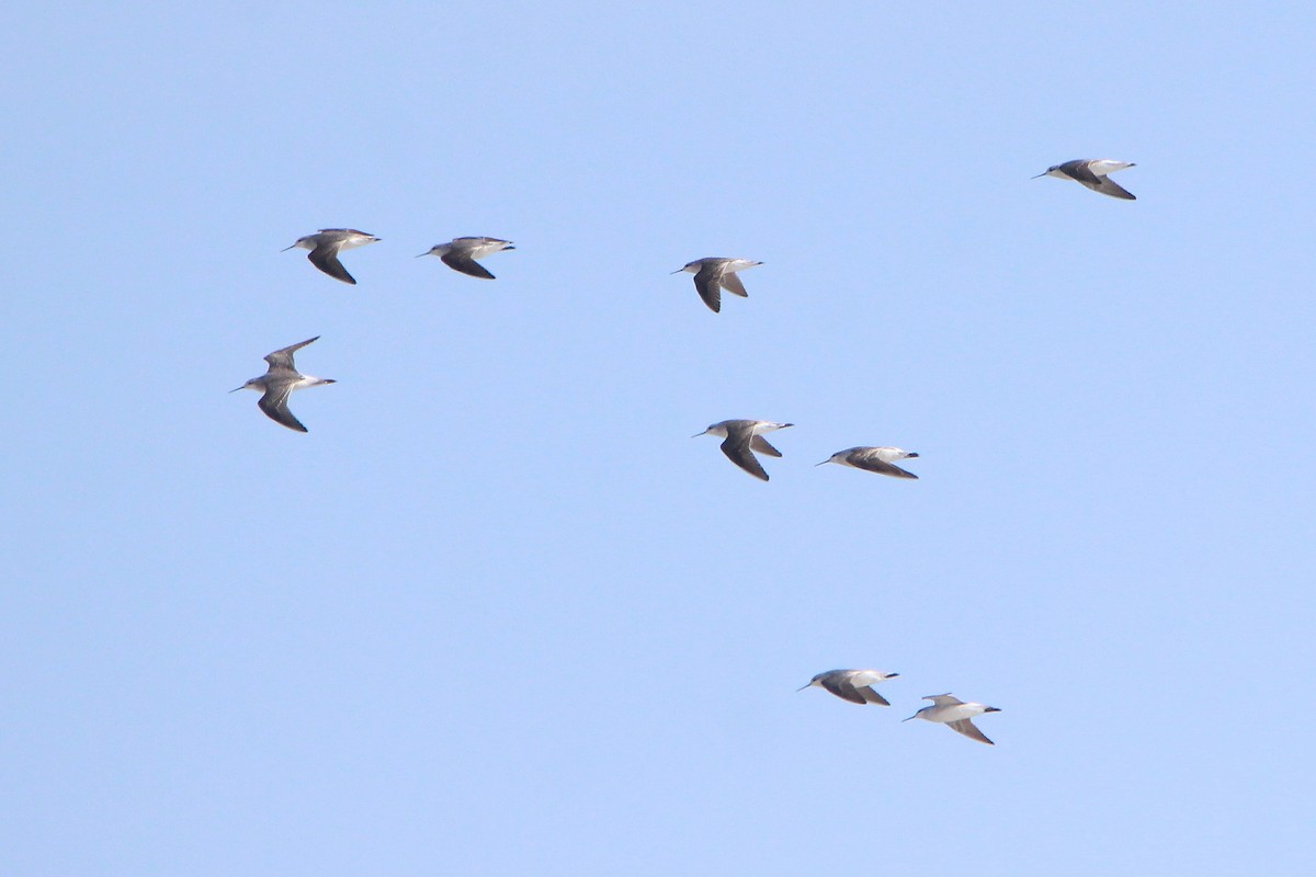 Wilson's Phalarope - ML474781571