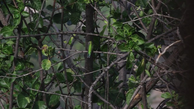 Blue-tailed Emerald - ML474782