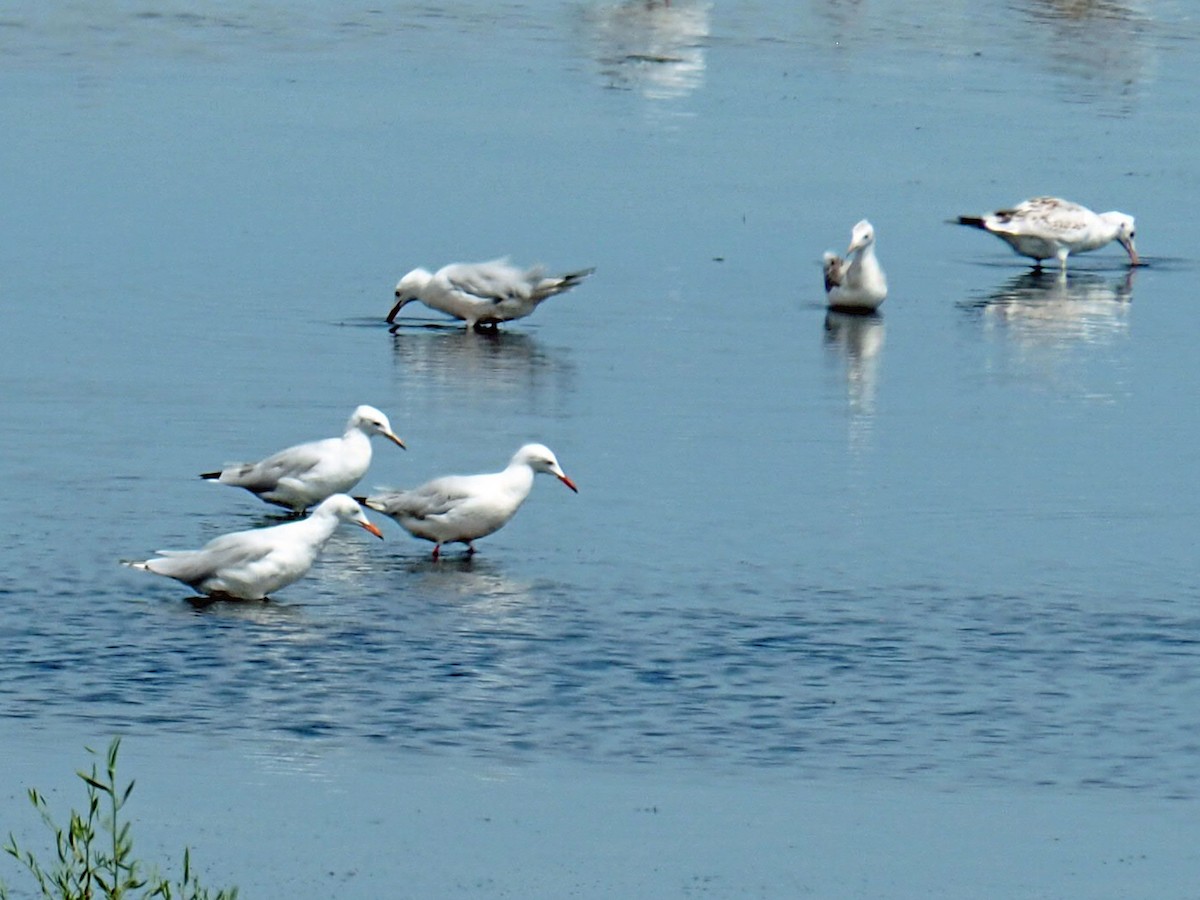 Slender-billed Gull - ML474782051