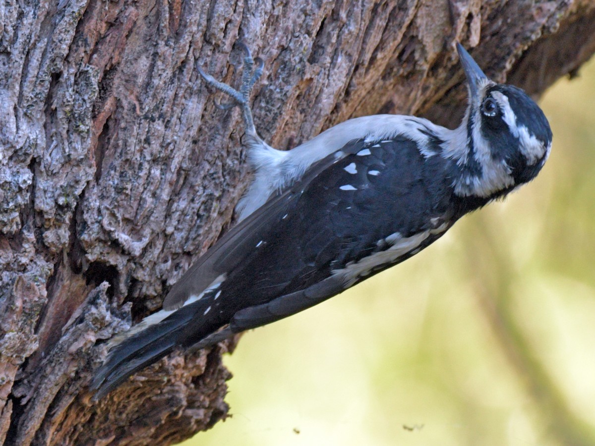 Hairy Woodpecker - ML474782251