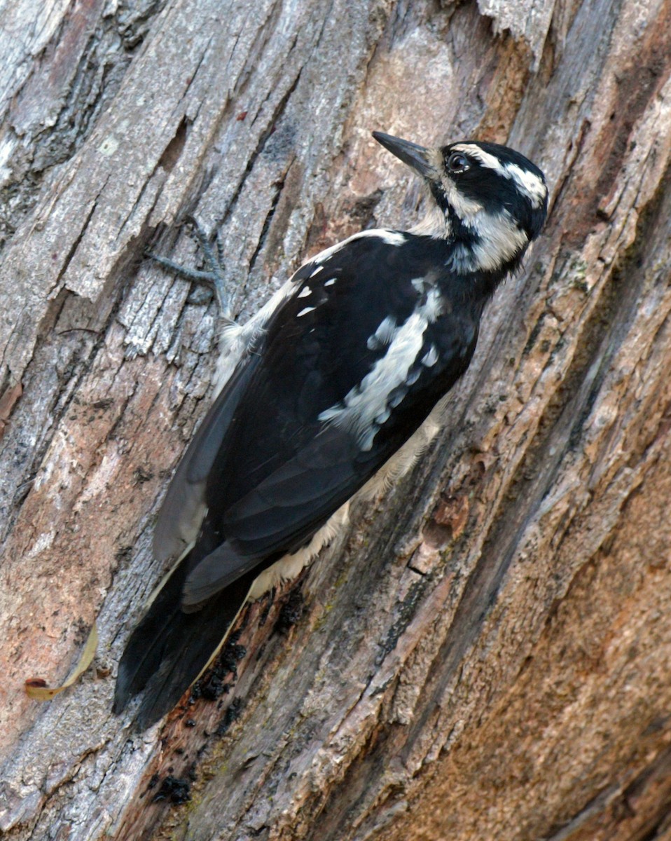 Hairy Woodpecker - ML474782261