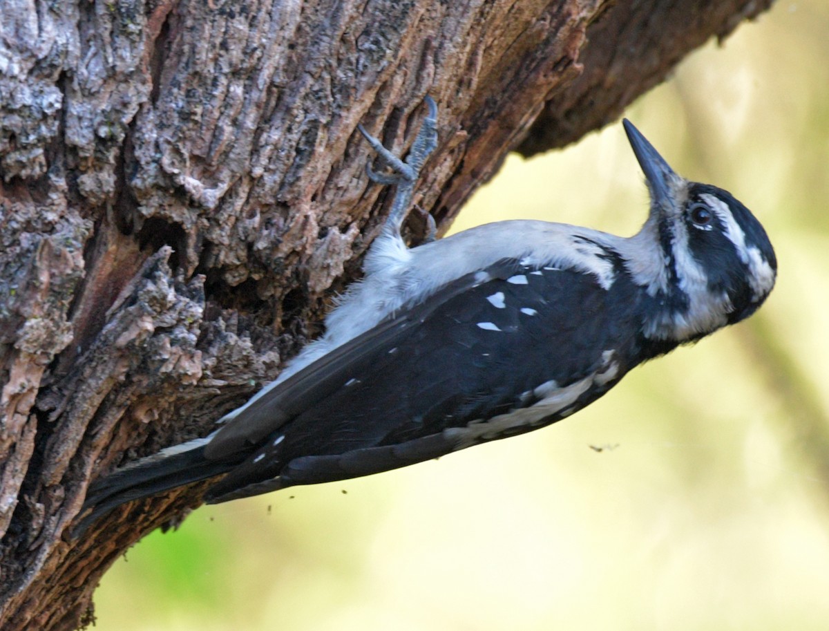 Hairy Woodpecker - ML474782271