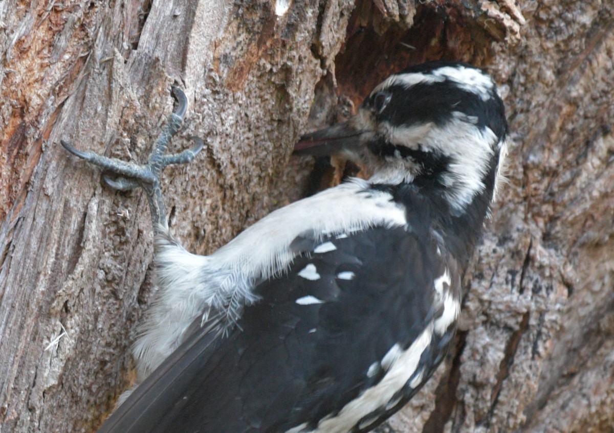 Hairy Woodpecker - ML474782281