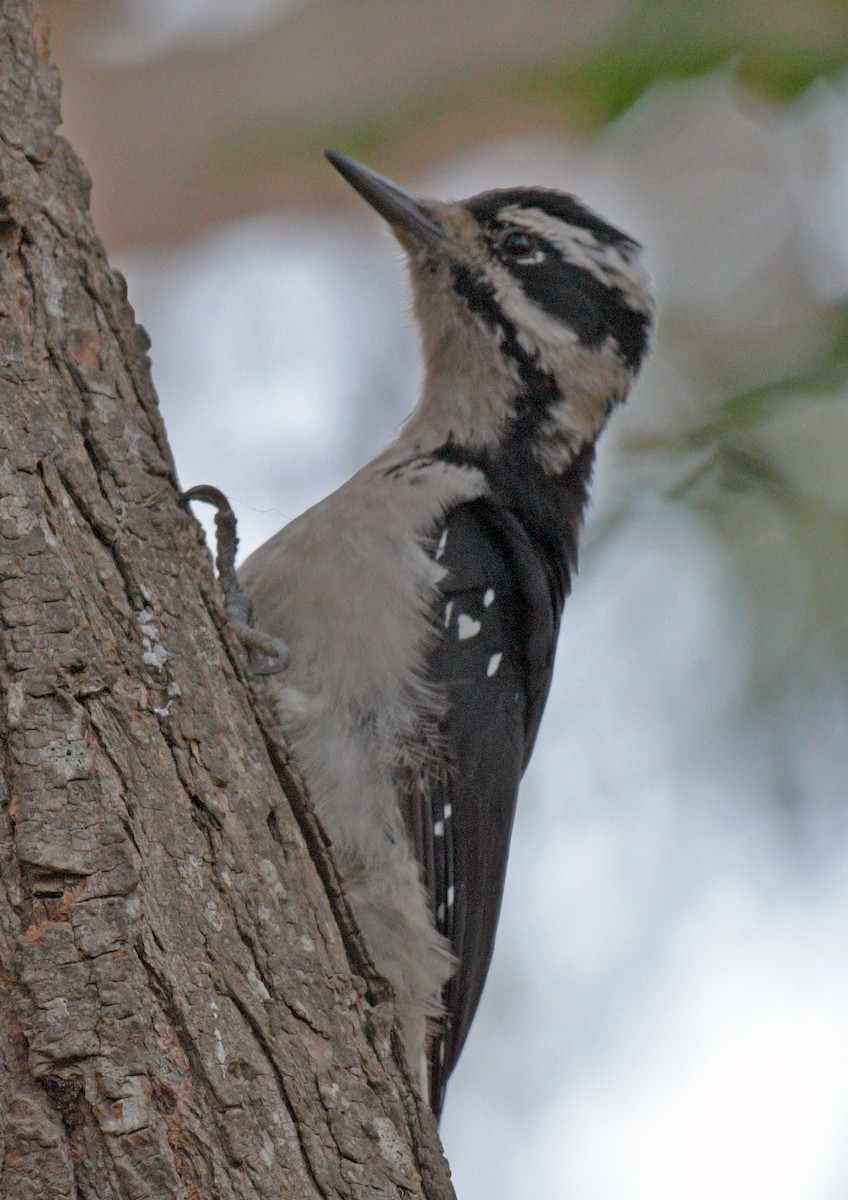 Hairy Woodpecker - ML474782351