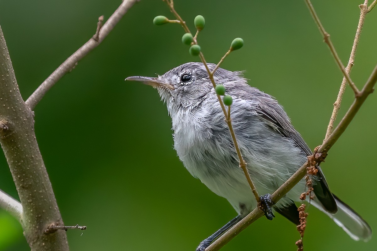 Blue-gray Gnatcatcher - ML474783801
