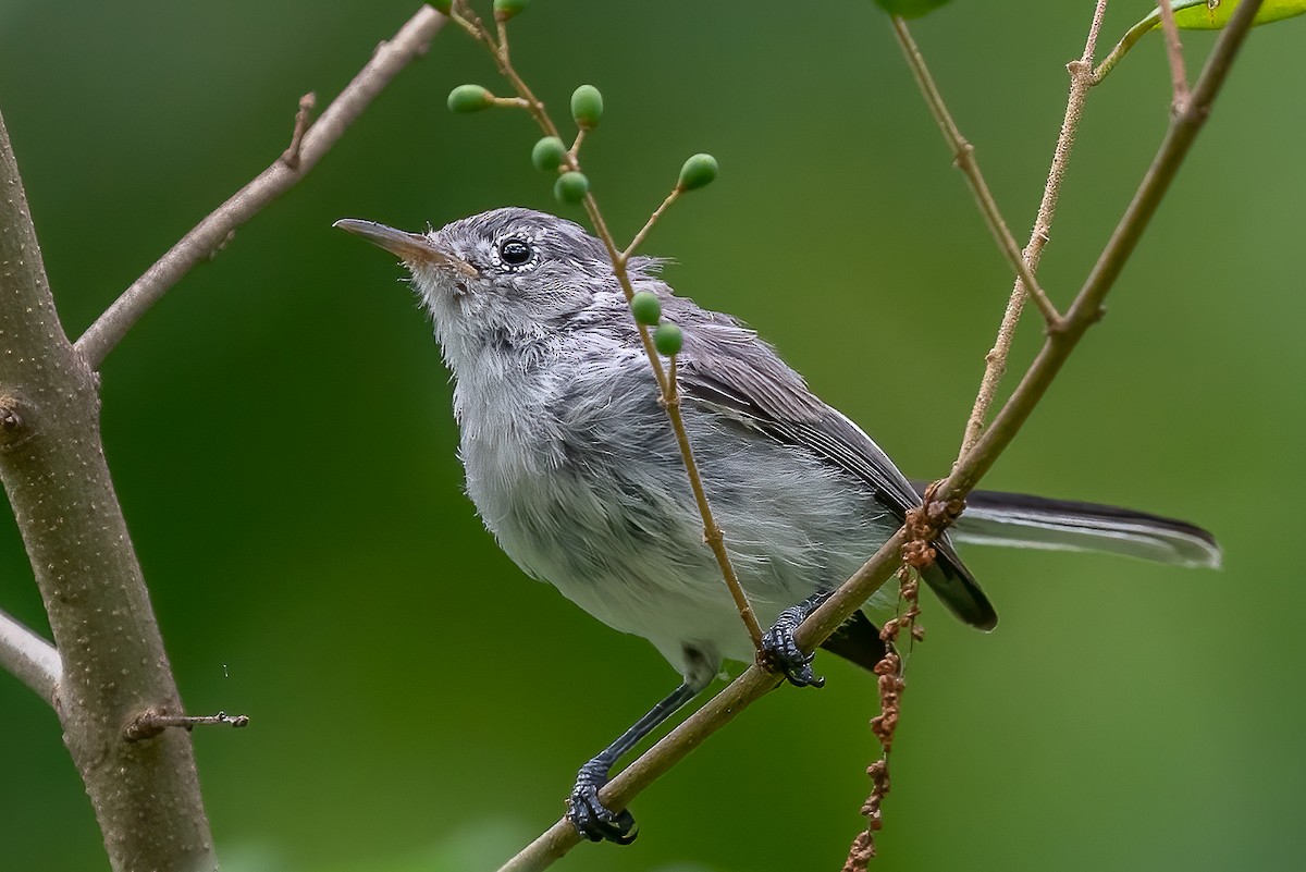 Blue-gray Gnatcatcher - ML474783811