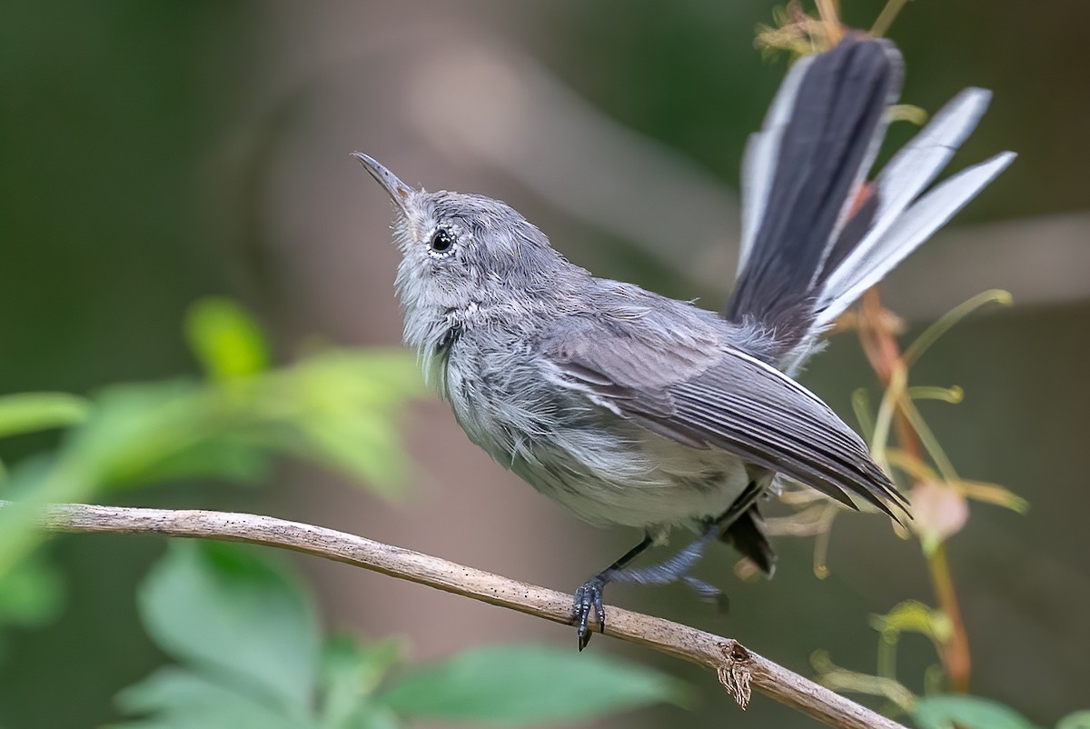 Blue-gray Gnatcatcher - ML474783821