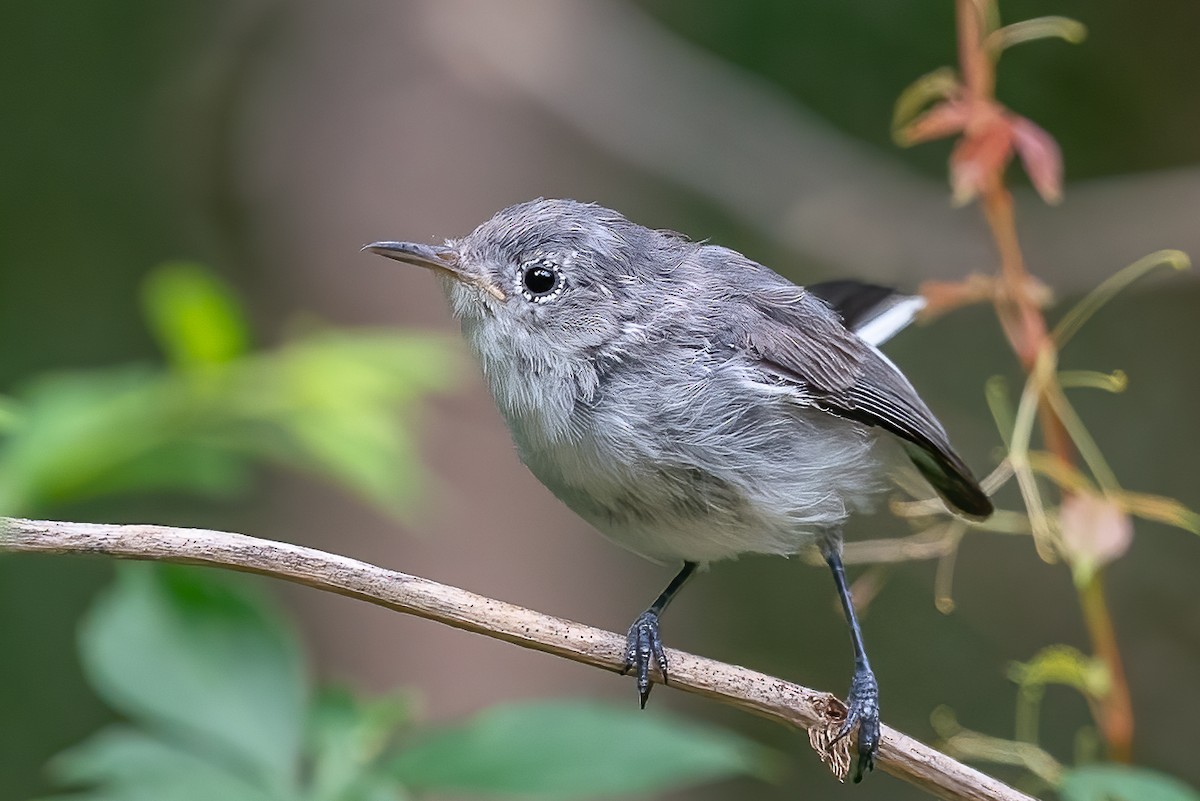 Blue-gray Gnatcatcher - ML474783831