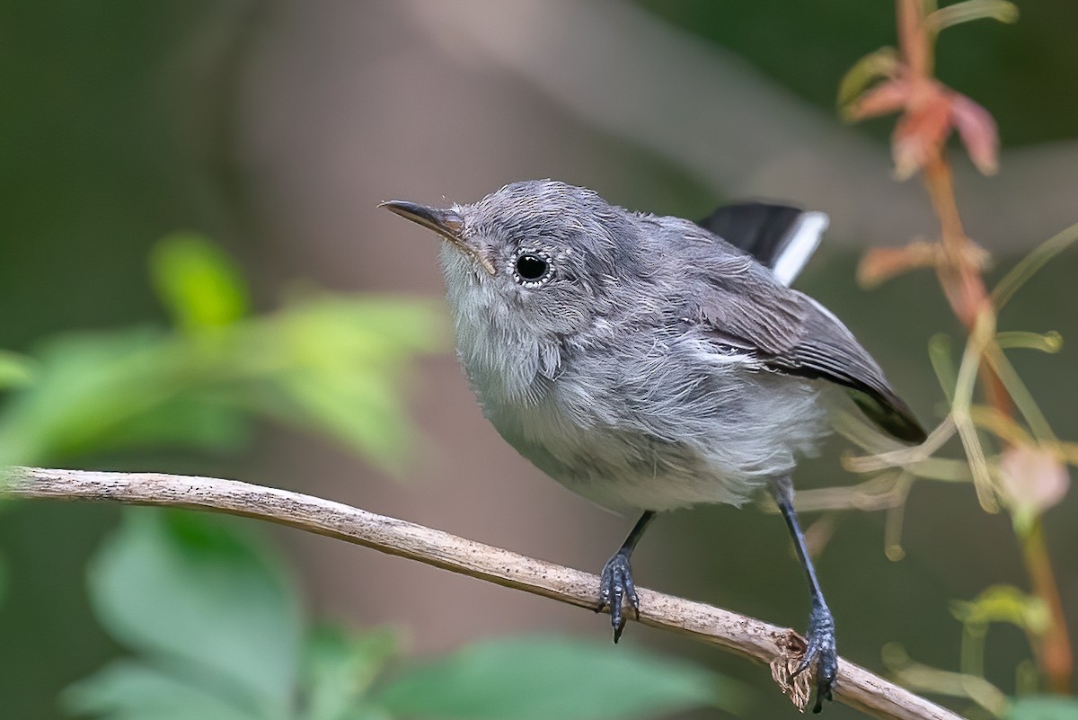 Blue-gray Gnatcatcher - ML474783841