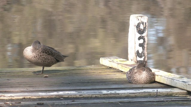 ハイイロコガモ - ML474784381