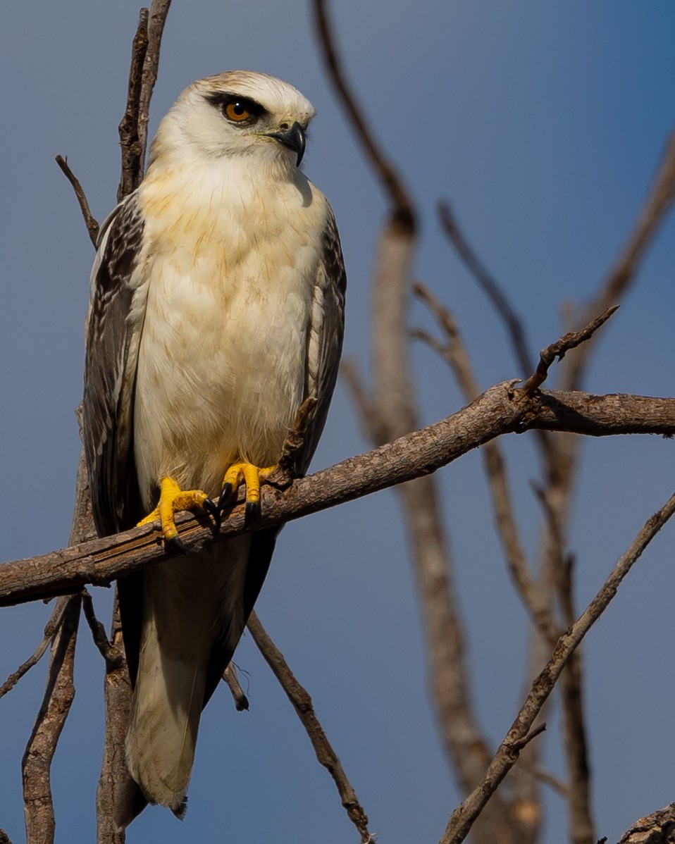 Black-shouldered Kite - Dana Cameron