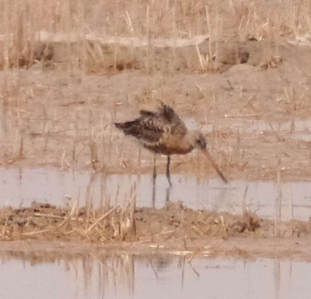 Black-tailed Godwit - ML474785001