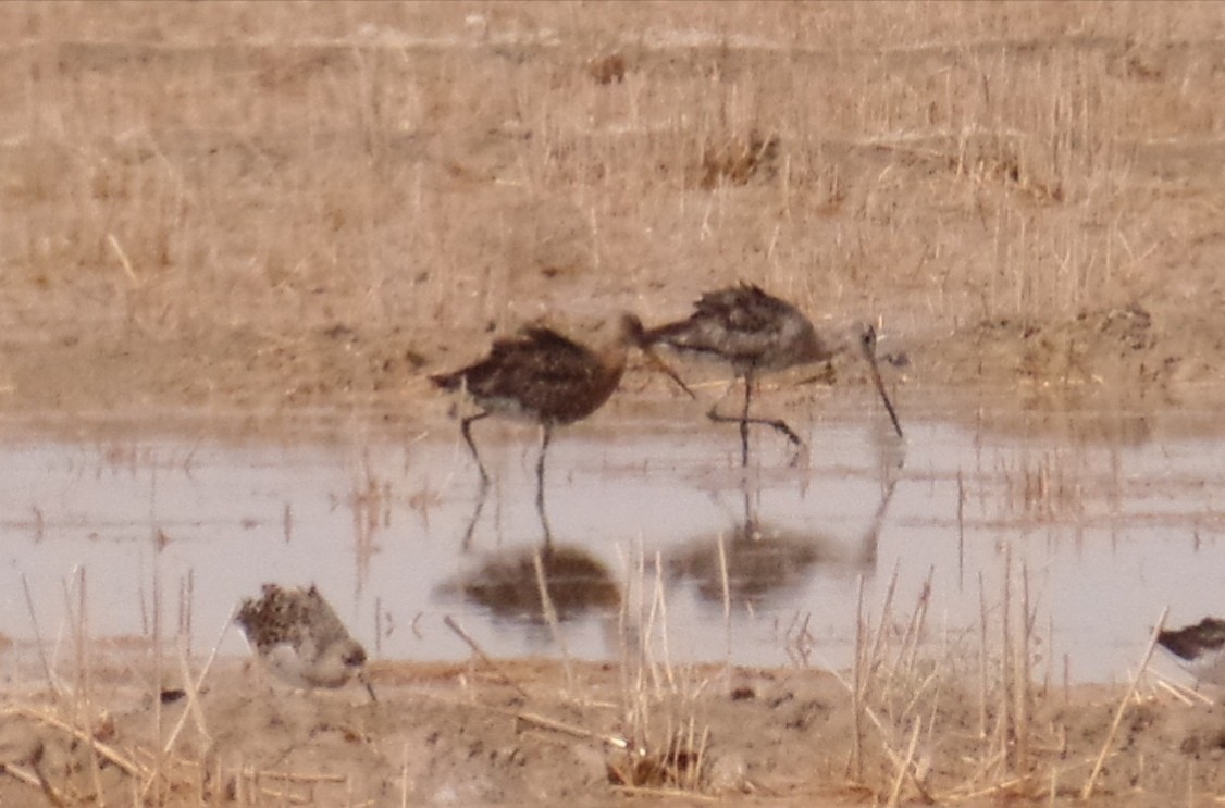 Black-tailed Godwit - ahmad mohammadi ravesh