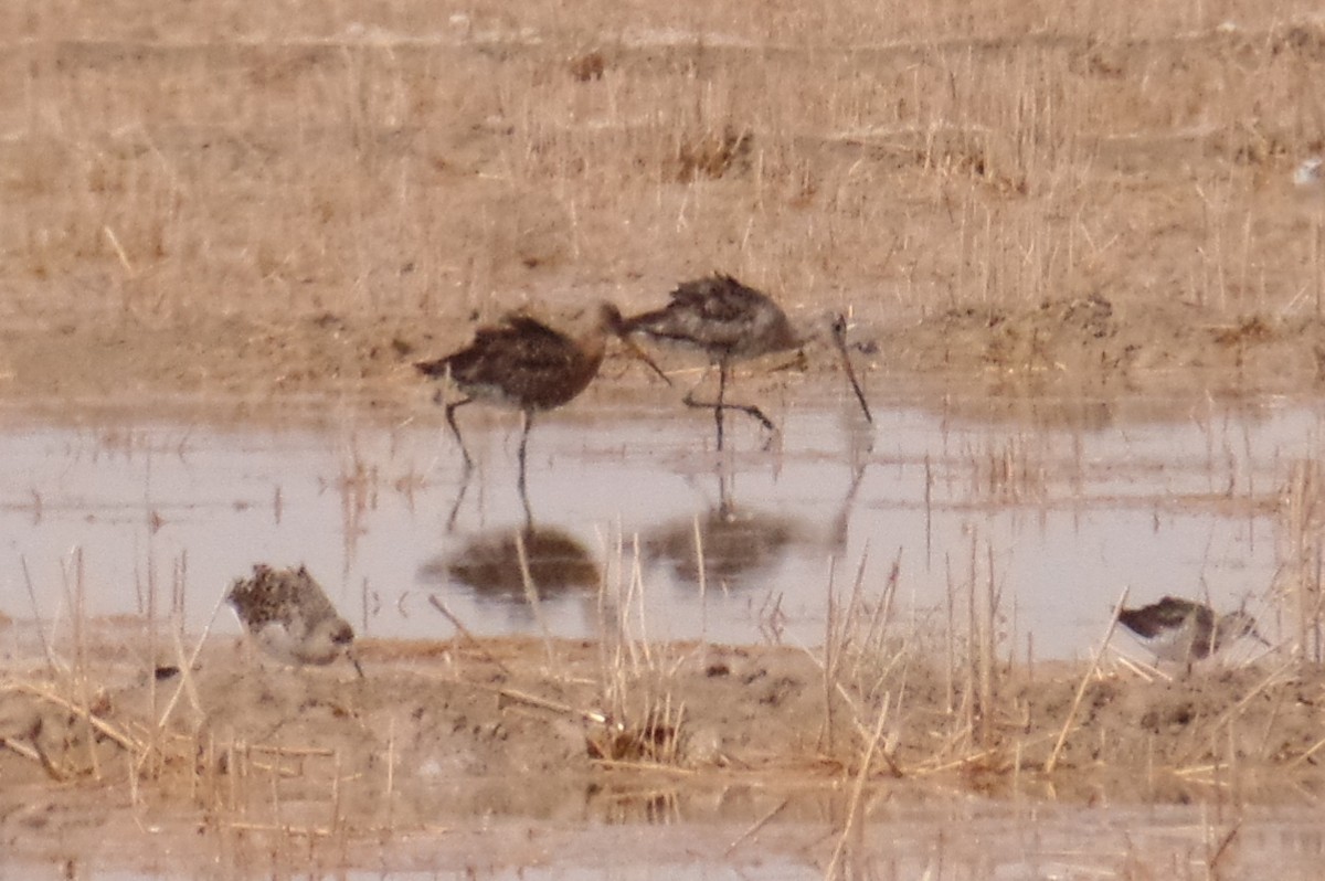 Black-tailed Godwit - ML474785021