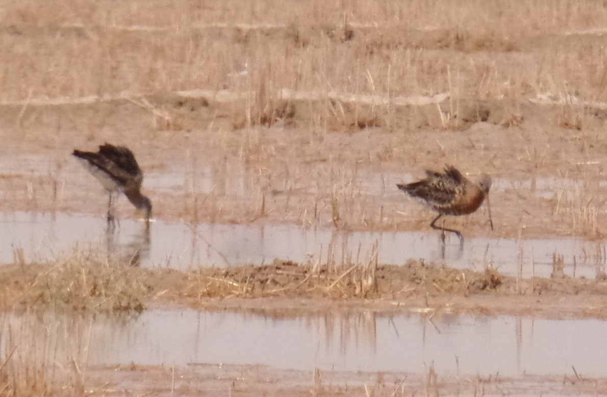 Black-tailed Godwit - ML474785031