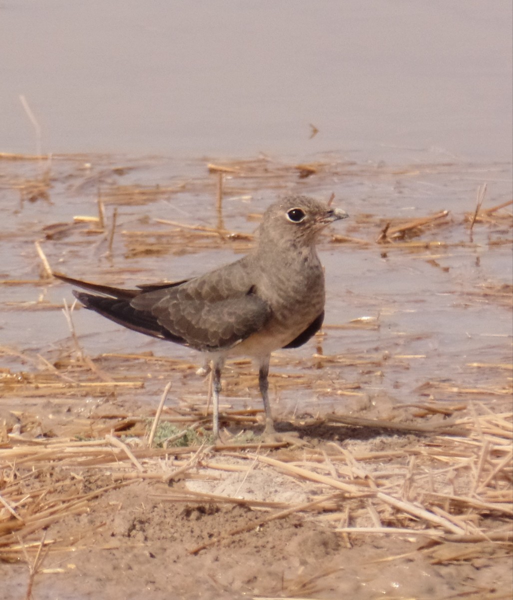 Collared Pratincole - ML474785041