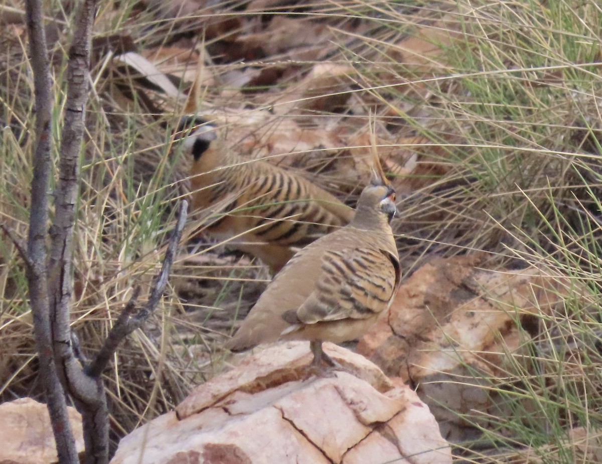 Spinifex Pigeon - ML474785111