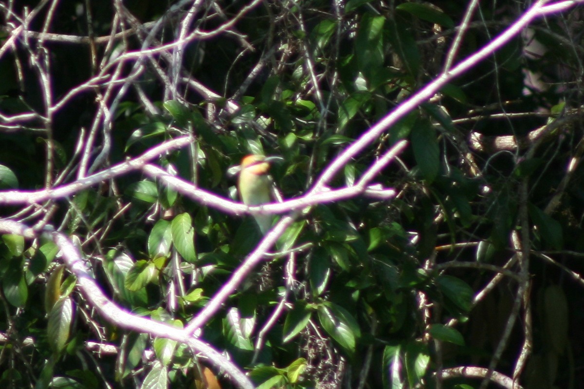 Rainbow Bee-eater - ML474785191
