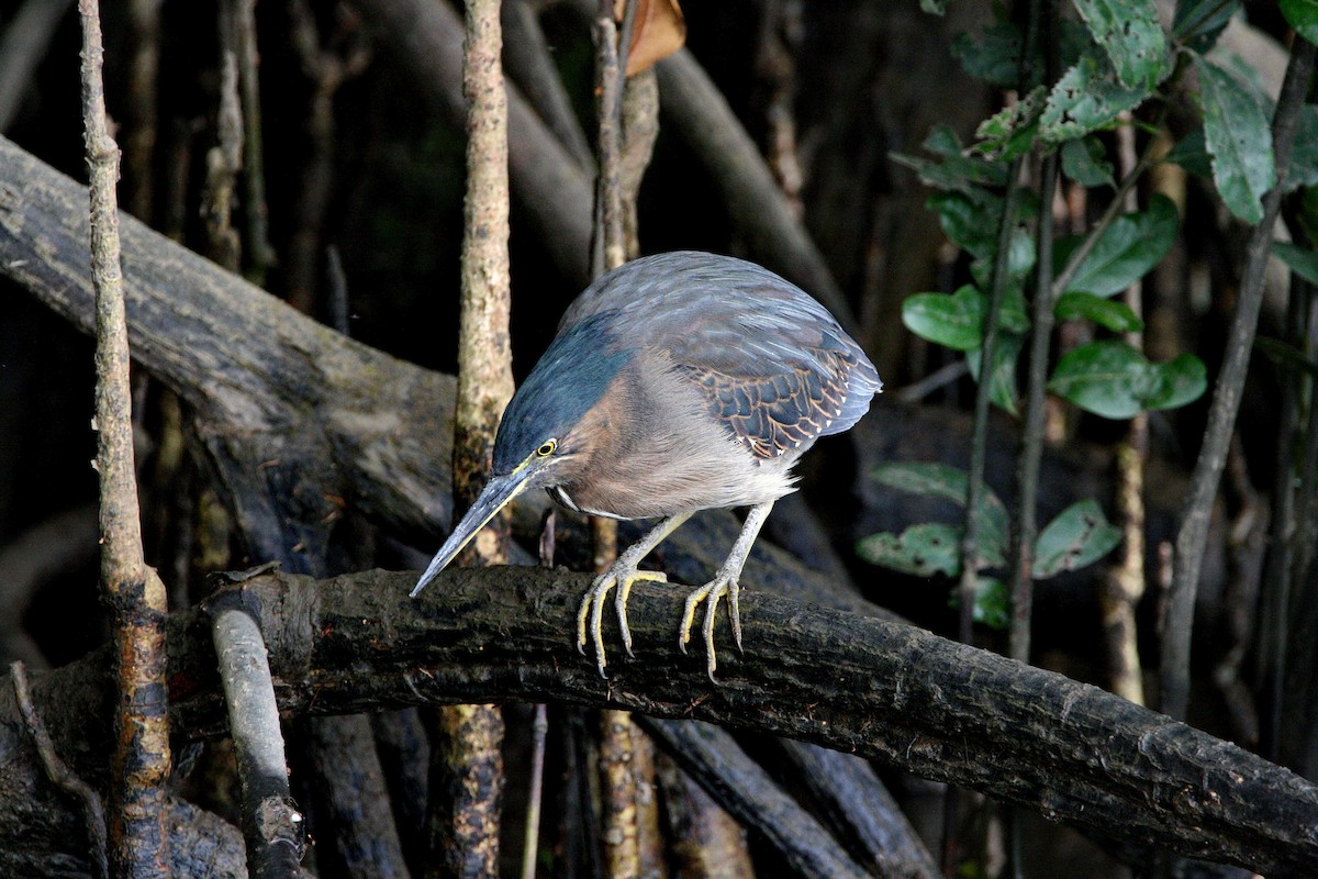 Little Heron - ML474785211