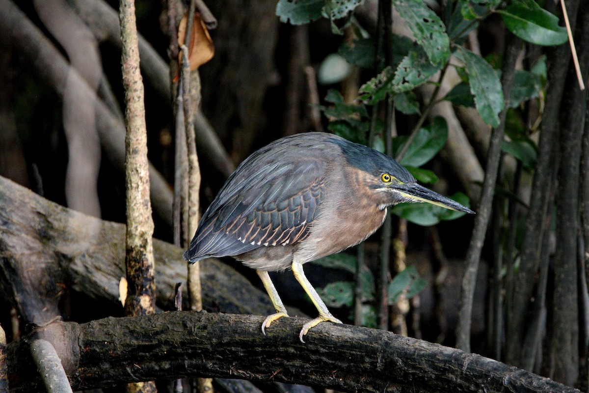 Little Heron - ML474785231
