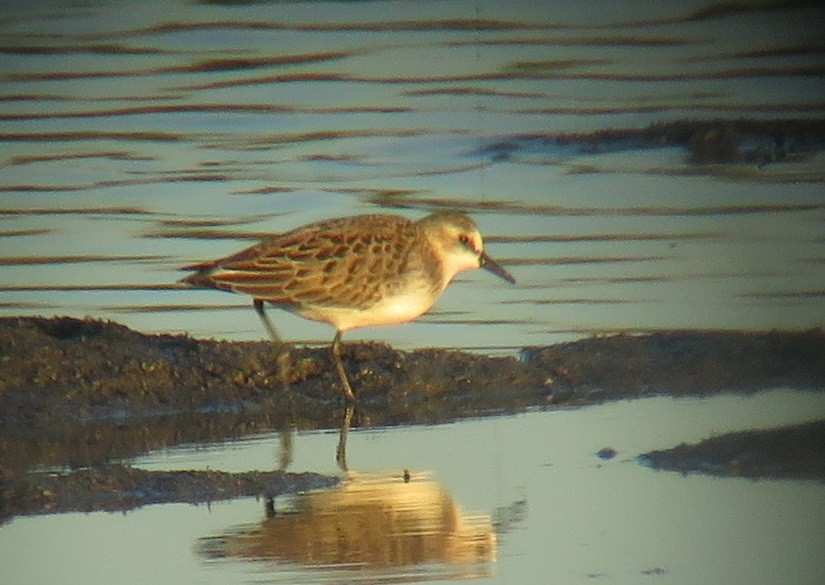 Semipalmated Sandpiper - ML474785261