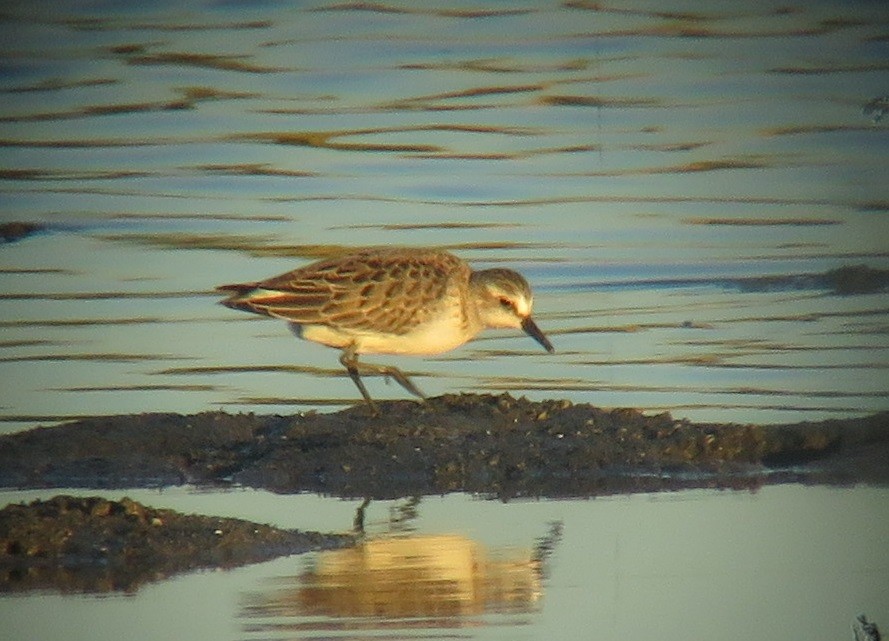 Semipalmated Sandpiper - ML474785271